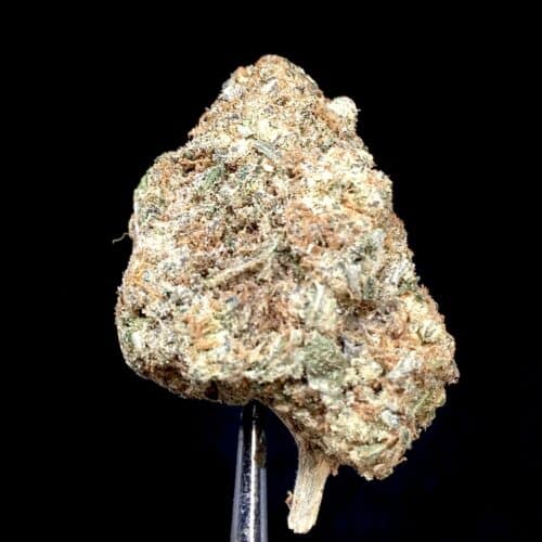 Dosi Pie AAA+ Premium B.C Indica